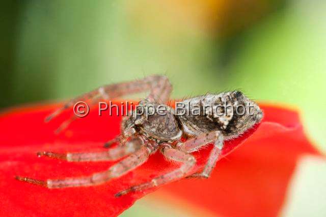 Thomisidae_9894.JPG - France, Araneae, Thomisidae, Araignée-crabe ou Thomise (Tmarus piper)//France, Araneae, Thomisidae, Crab spider